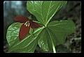 01020-00168-Red Flowers- Wakerobin or Stinking Benjamin.jpg