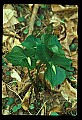 01020-00169-Red Flowers- Wakerobin or Stinking Benjamin.jpg