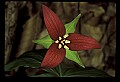 01020-00171-Red Flowers- Wakerobin or Stinking Benjamin.jpg