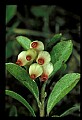 01001-00001 White Flowers-Bearberry.jpg