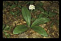 01001-00002 White Flowers-Black bead lily.jpg
