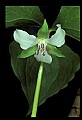 01001-00003 White Flowers Nodding Trillium.jpg