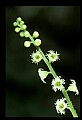 01001-00004 White Flowers, Mitrewort, Bishop's Cap.jpg