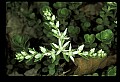 01001-00005 White Flowers-Stonecrop.jpg