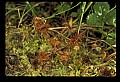 01001-00006 White Flowers-Round-leaved Sundew.jpg