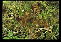 01001-00007 White Flowers-Round-leaved Sundew.jpg