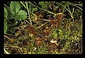 01001-00008 White Flowers-Round-leaved Sundew.jpg