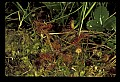 01001-00009 White Flowers-Round-leaved Sundew.jpg