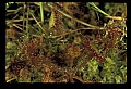 01001-00010 White Flowers-Round-leaved Sundew.jpg