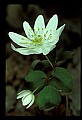 01001-00013 White Flowers-False Rue Anemone.jpg