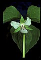 01001-00014 White Flowers Nodding Trillium.jpg