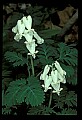 01001-00017-White Flowers-Squirrel Corn.jpg