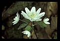 01001-00022-White Flowers-False Rue Anemone.jpg