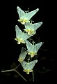 01001-00023-White Flowers-Dutchman's Breeches.jpg