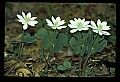 01001-00024-White Flowers-Bloodroot.jpg