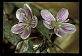 01001-00026-White Flowers-Spring Beauty.jpg