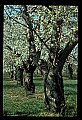 01001-00028-White Flowers-Cherry Blossoms.jpg