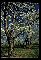 01001-00029-White Flowers-Cherry Blossoms.jpg
