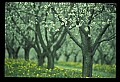 01001-00030-White Flowers-Apple Blossom.jpg
