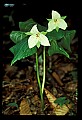 01001-00032-White Flowers-White Trillium.jpg