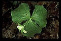 01001-00035-White Flowers-White Trillium.jpg