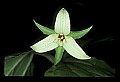 01001-00036-White Flowers-White Trillium.jpg