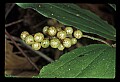 01001-00037-White Flowers-Flase Solomon's Seal.jpg
