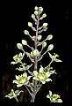 01001-00038-White Flowers-Dune Lily or Death Comas.jpg