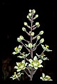 01001-00039-White Flowers-Dune Lily or Death Comas.jpg