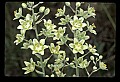 01001-00042-White Flowers-Dune Lily or Death Comas.jpg