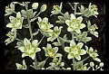 01001-00043-White Flowers-Dune Lily or Death Comas.jpg