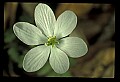 01001-00045-White Flowers.jpg