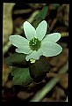 01001-00046-White Flowers-Rue Anemone.jpg