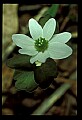 01001-00047-White Flowers-Rue Anemone.jpg