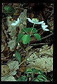 01001-00048-White Flowers-Rue Anemone.jpg