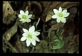 01001-00049-White Flowers-Rue Anemone.jpg