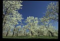 01001-00050-White Flowers-Apple Blossom.jpg