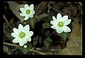 01001-00052-White Flowers-Rue Anemone.jpg