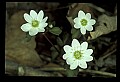 01001-00053-White Flowers-Rue Anemone.jpg