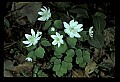 01001-00056-White Flowers-Rue Anemone.jpg