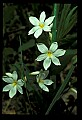 01001-00057-White Flowers-Star of Bethlehem.jpg