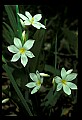 01001-00058-White Flowers-Star of Bethlehem.jpg