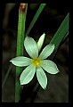01001-00059-White Flowers-Star of Bethlehem.jpg