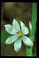 01001-00060-White Flowers-Star of Bethlehem.jpg