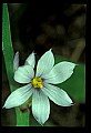01001-00062-White Flowers-Star of Bethlehem.jpg