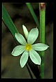 01001-00063-White Flowers-Star of Bethlehem.jpg