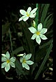 01001-00064-White Flowers-Star of Bethlehem.jpg