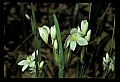 01001-00065-White Flowers-Star of Bethlehem.jpg