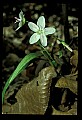01001-00066-White Flowers-Spring Beauty.jpg