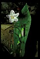 01001-00067-White Flowers-Spring Beauty.jpg